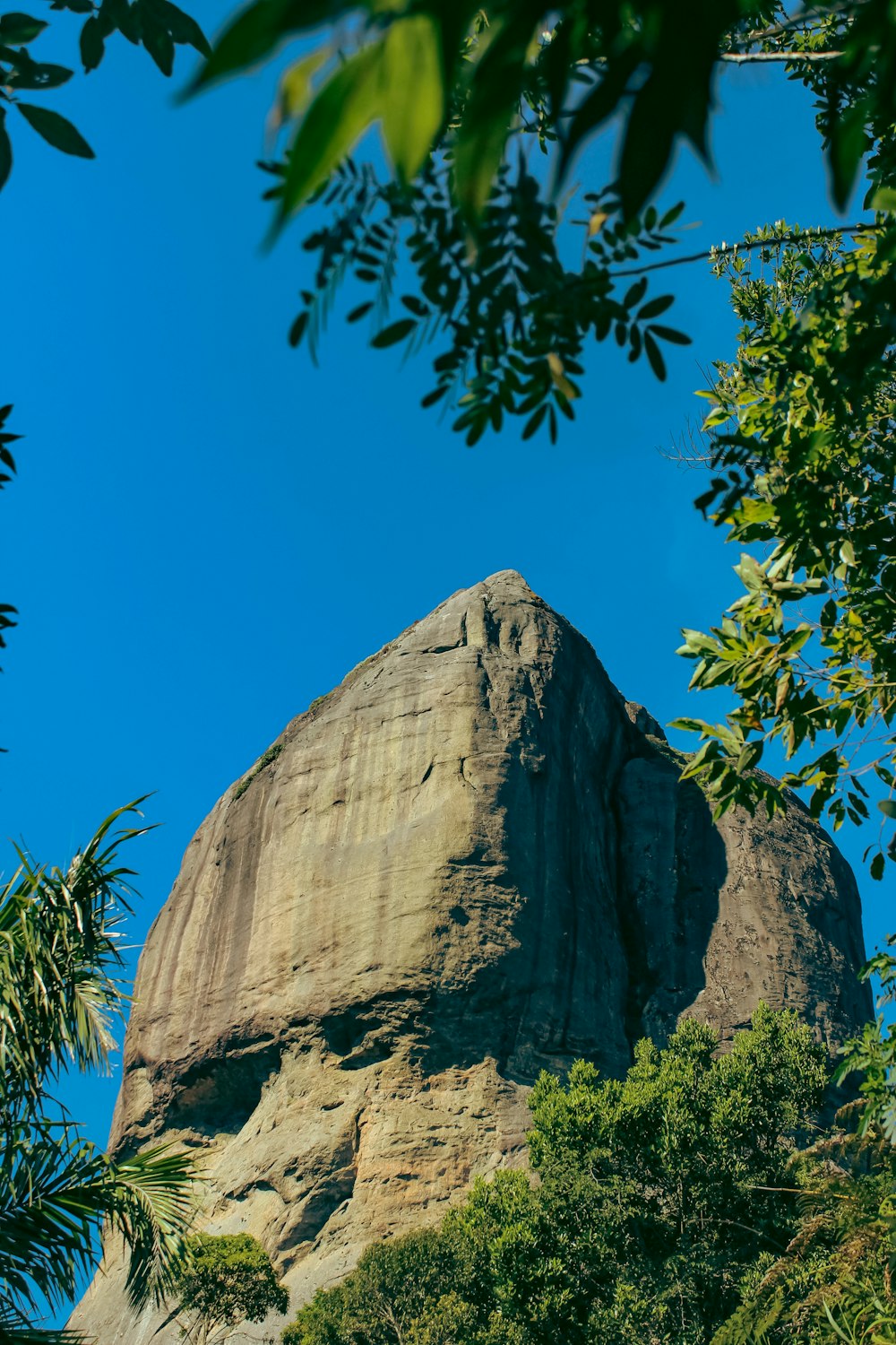 a tree next to a large rock