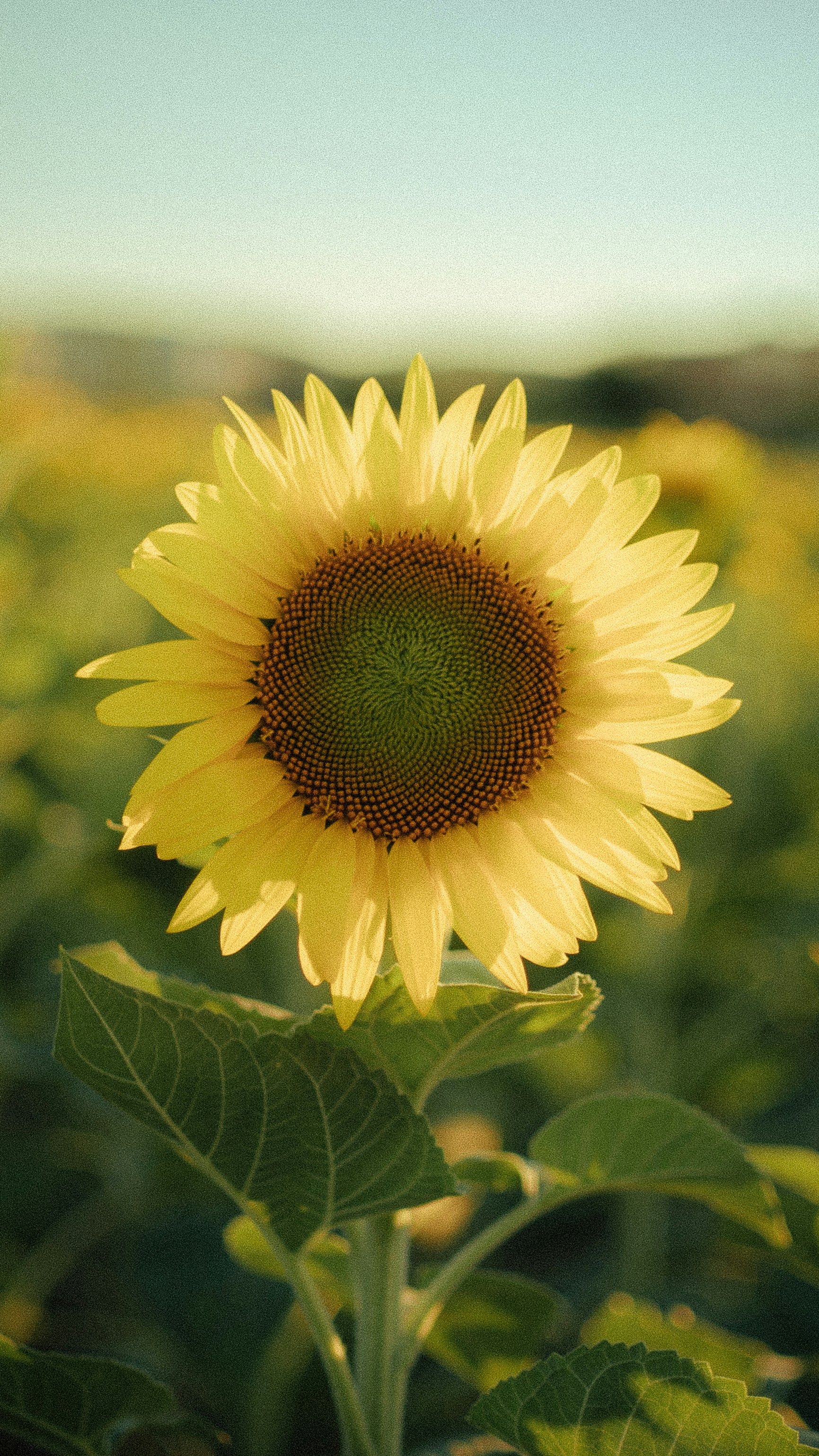 a close up of a sunflower