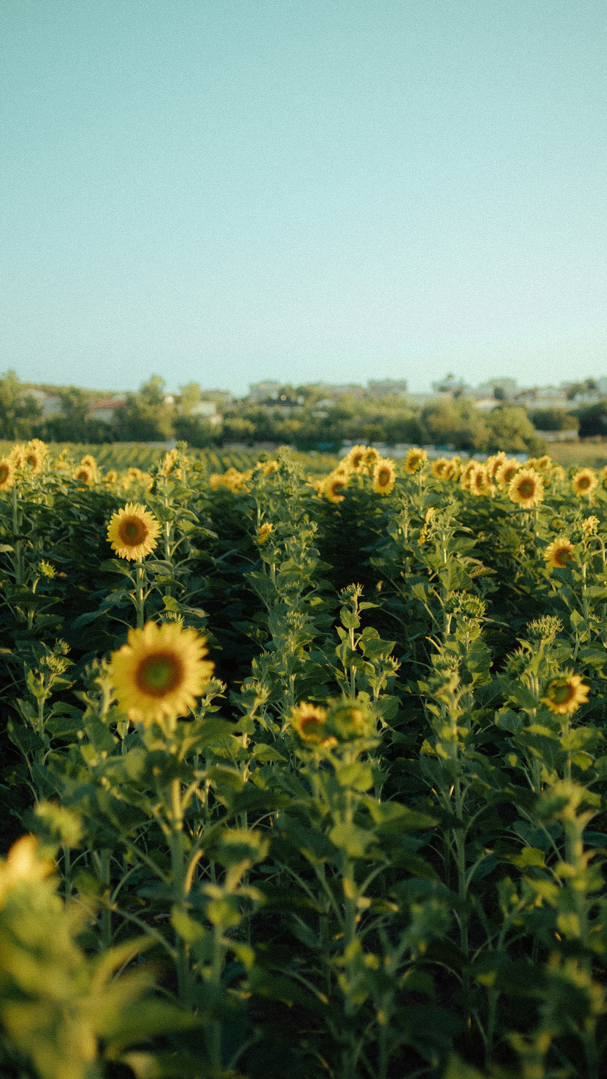 a field of sunflowers