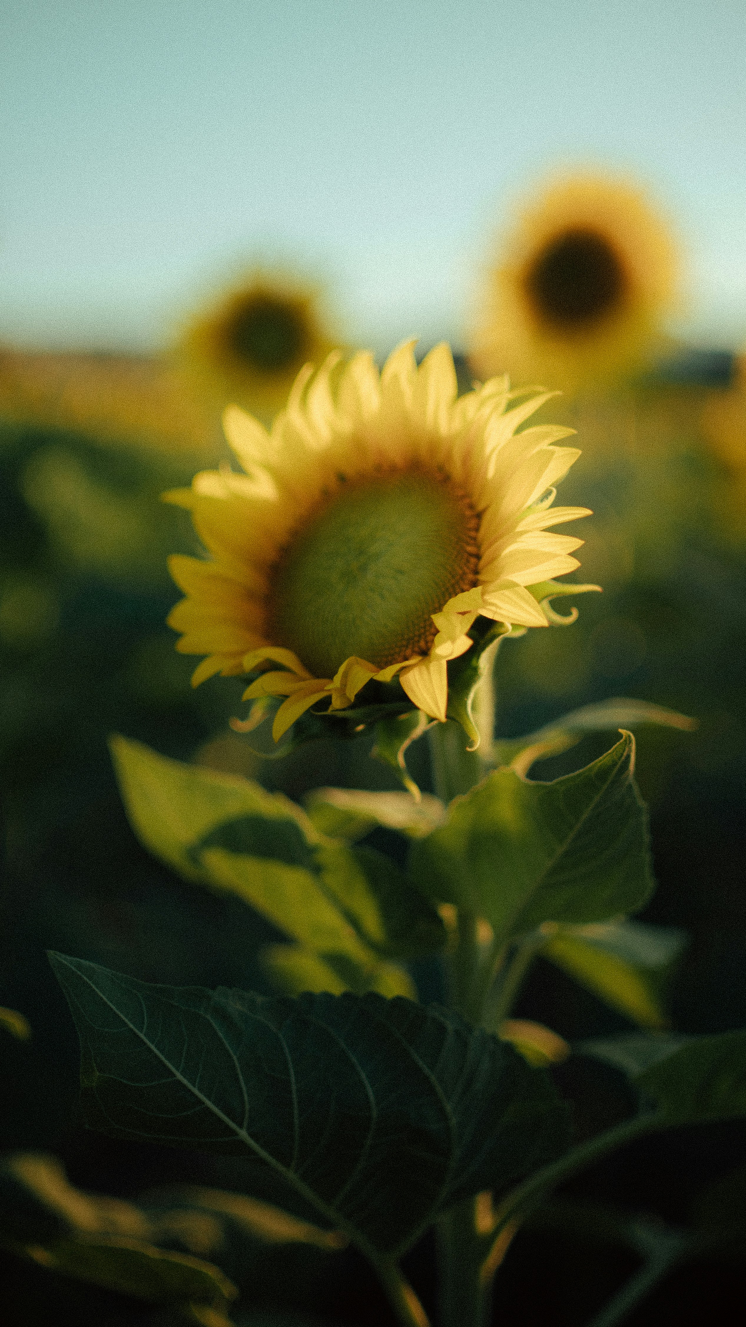 a close up of a sunflower