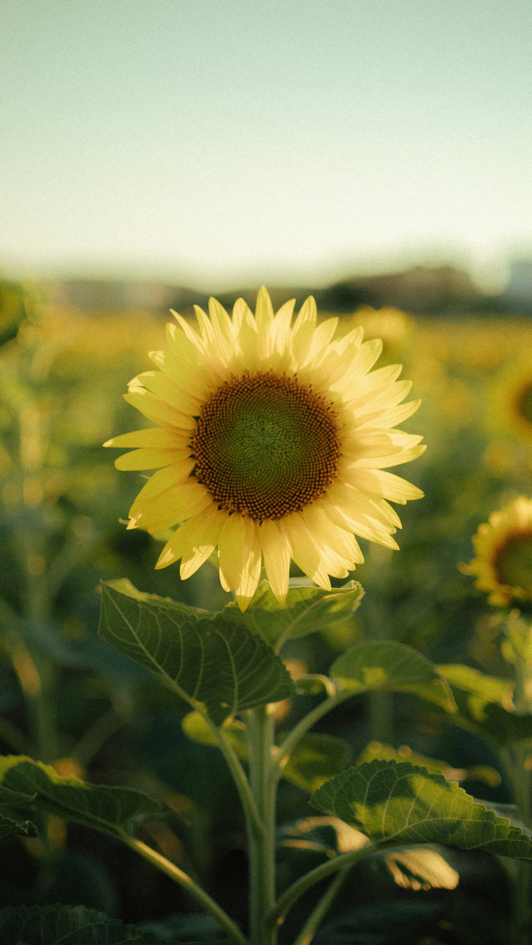 a yellow sunflower in a field