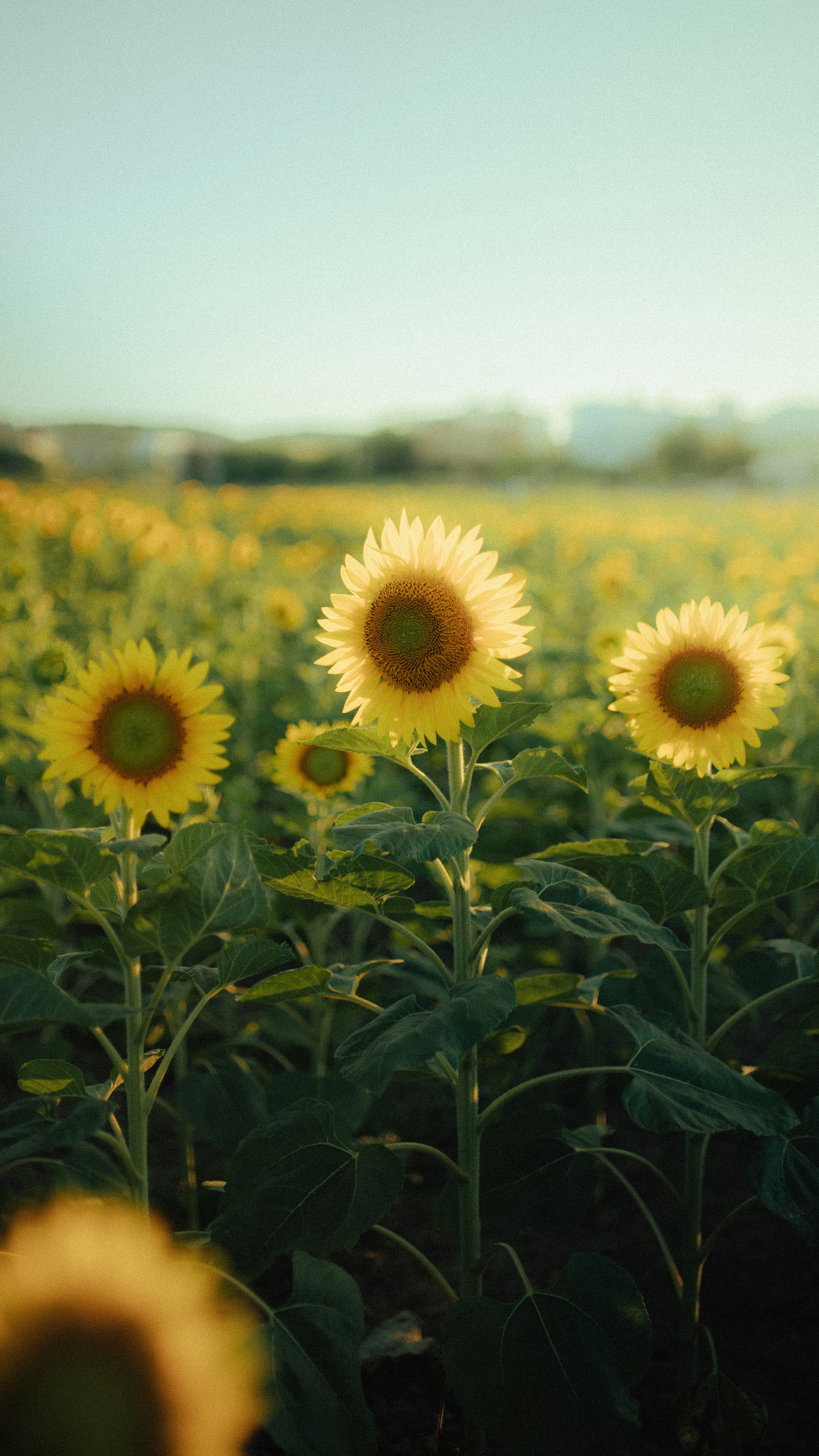 a field of sunflowers