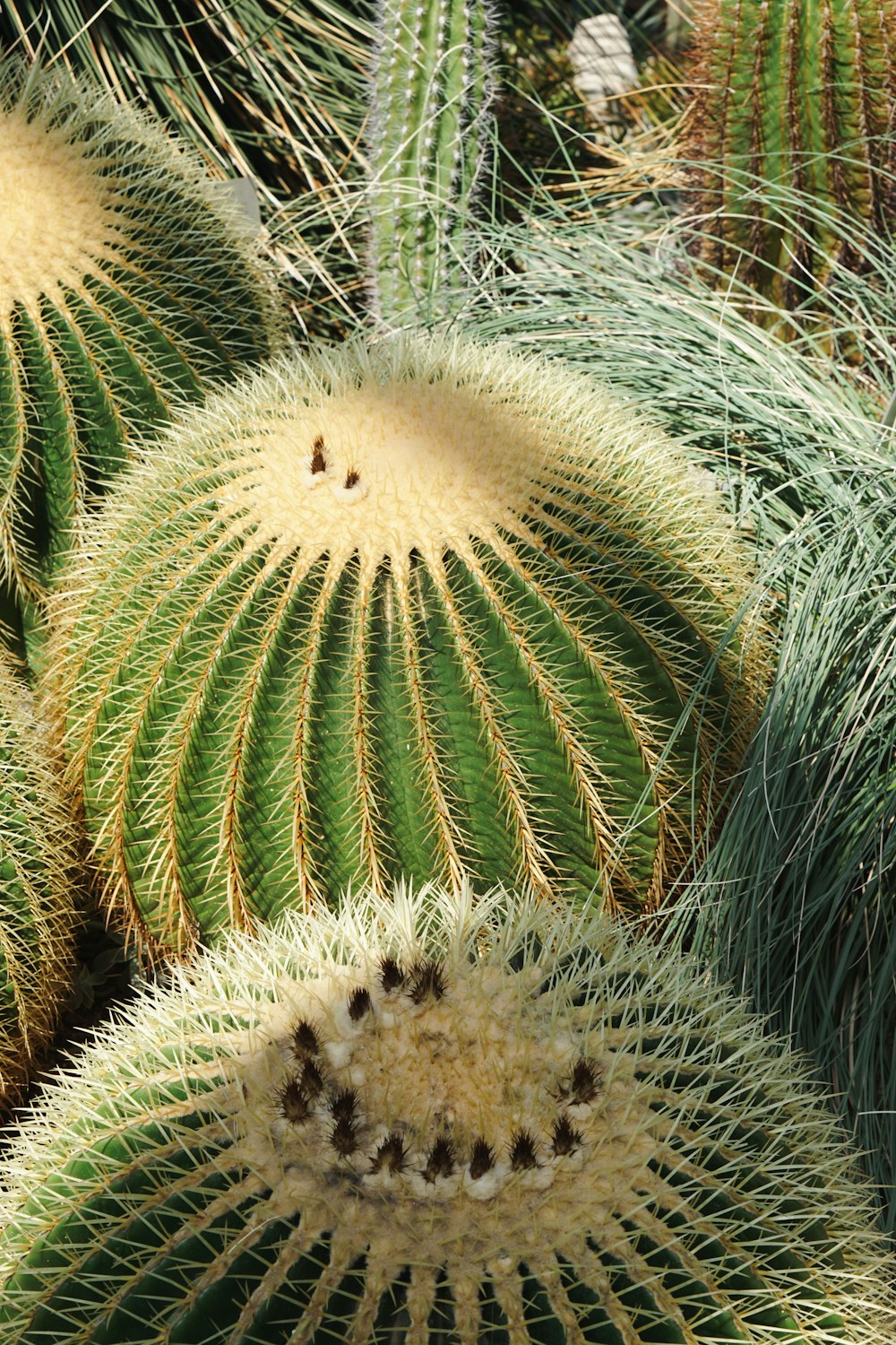 Un primer plano de un cactus
