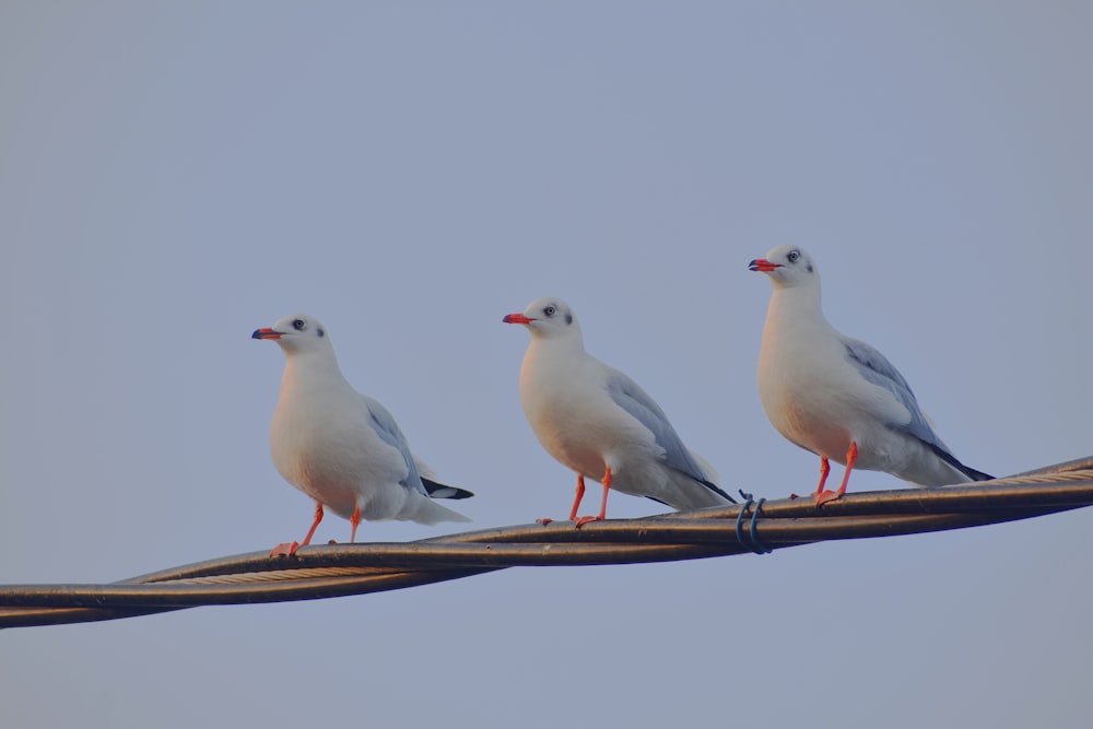 a group of birds on a branch