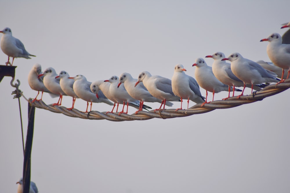 un groupe d’oiseaux sur une branche
