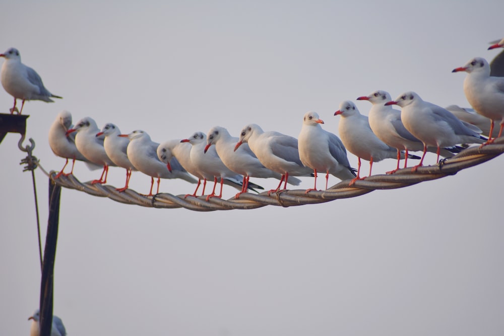 a group of birds on a branch