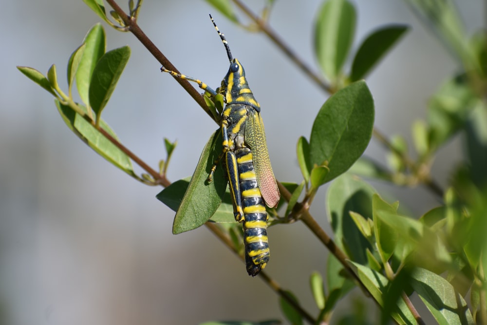 a caterpillar on a leaf