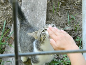 A hand holding a friendobox open, offering kibble to a curious tabby cat in a sunlit park