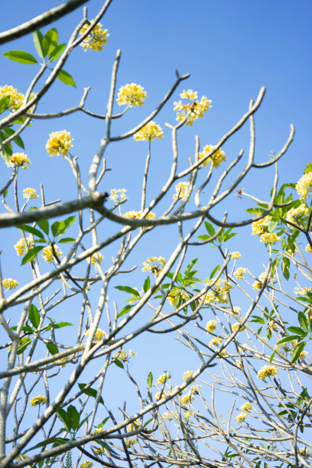 a tree with yellow flowers