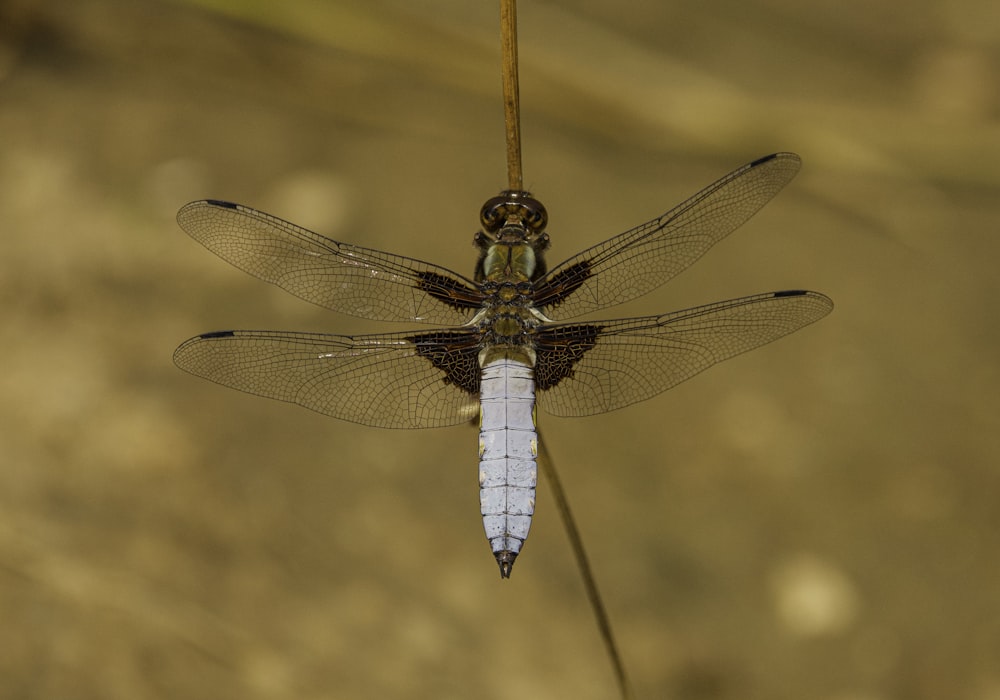 Nahaufnahme einer Fliege