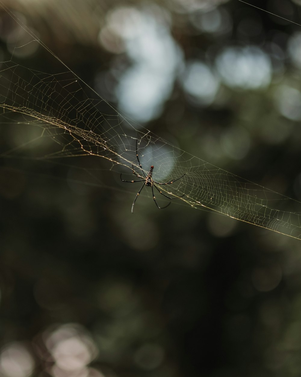 a spider on a web