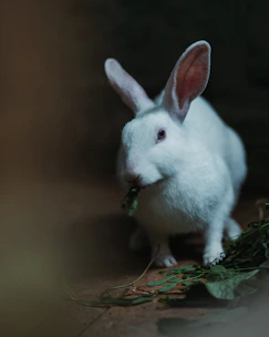 A happy small rabbit nibbling on fresh leafy greens in a bright, green garden.