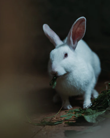 A small rabbit nibbling on fresh greens beside a pastel-colored pet bed.