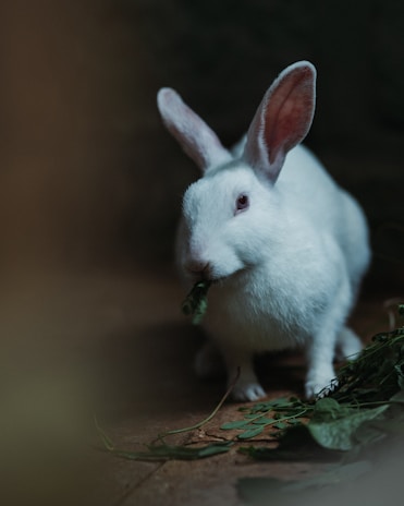 A small rabbit nibbling on fresh greens next to a stylish pet habitat setup.