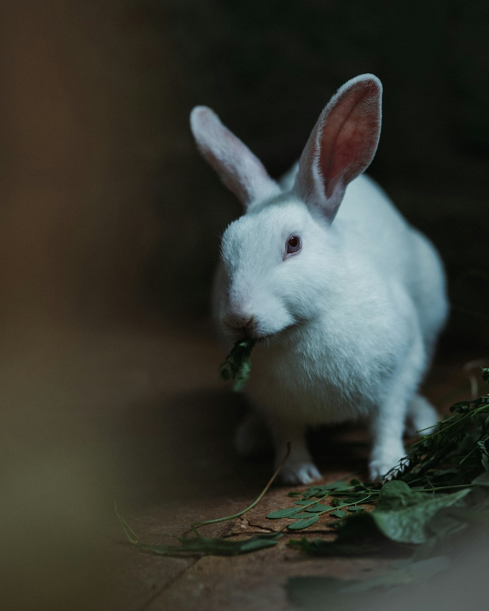 a white rabbit with a green bell