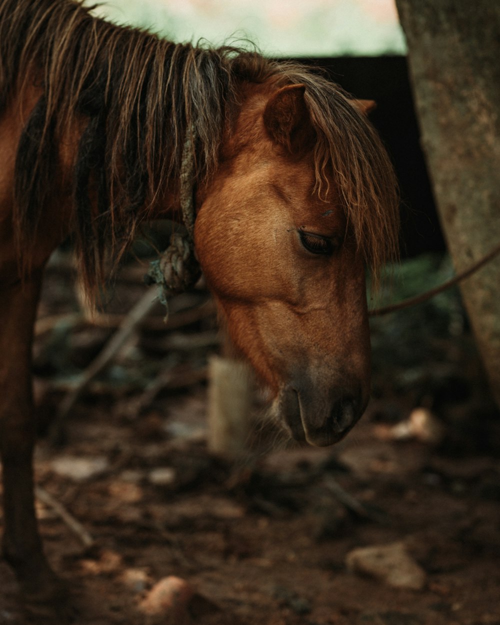 a horse eating grass