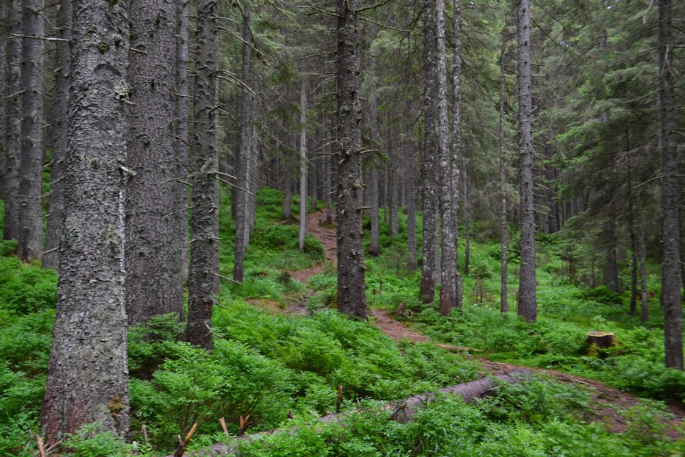 a forest with trees