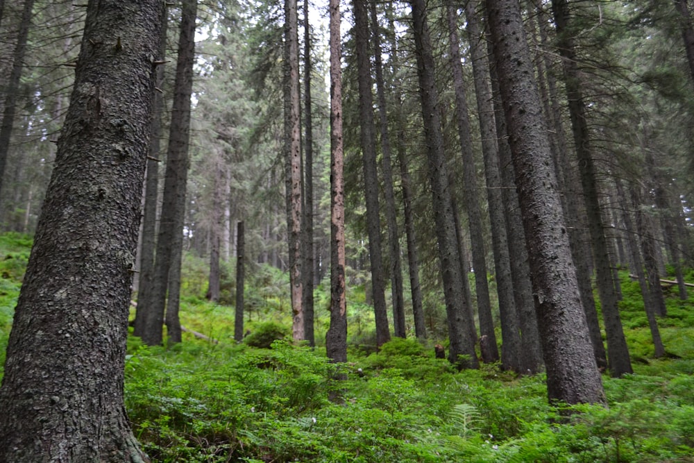 Ein Wald mit hohen Bäumen