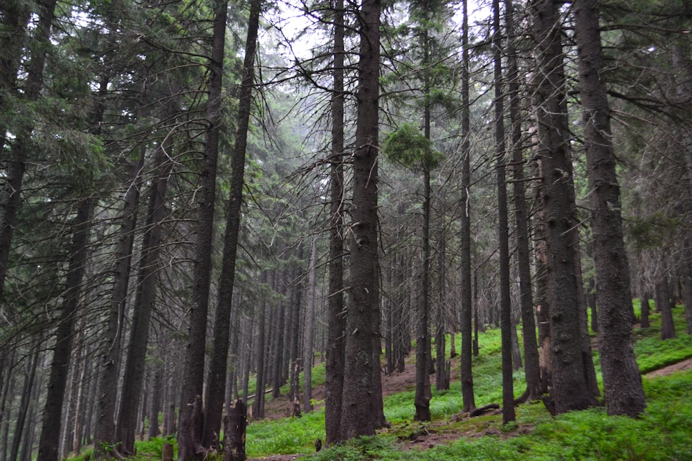 a forest of trees