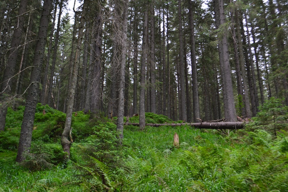 uma floresta de árvores