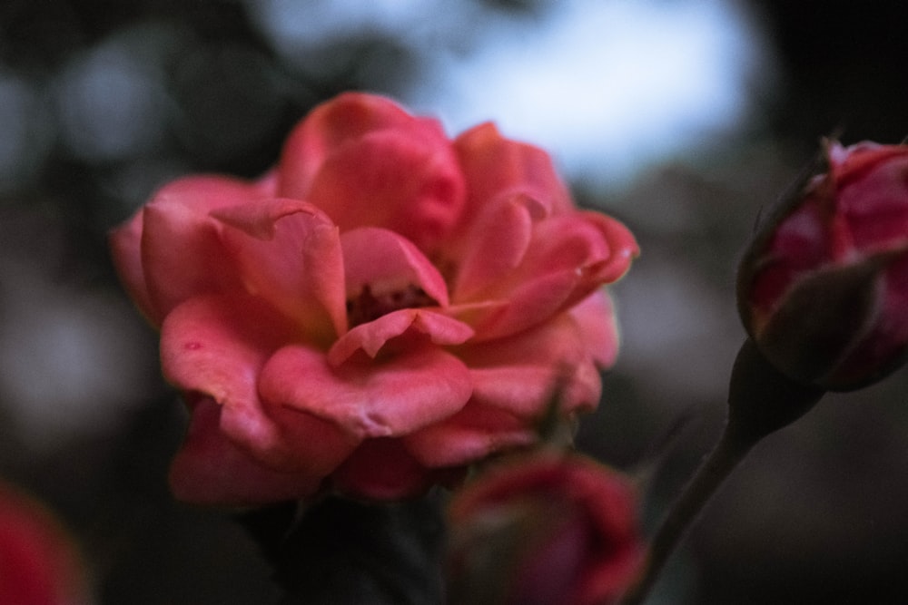 a close up of a flower