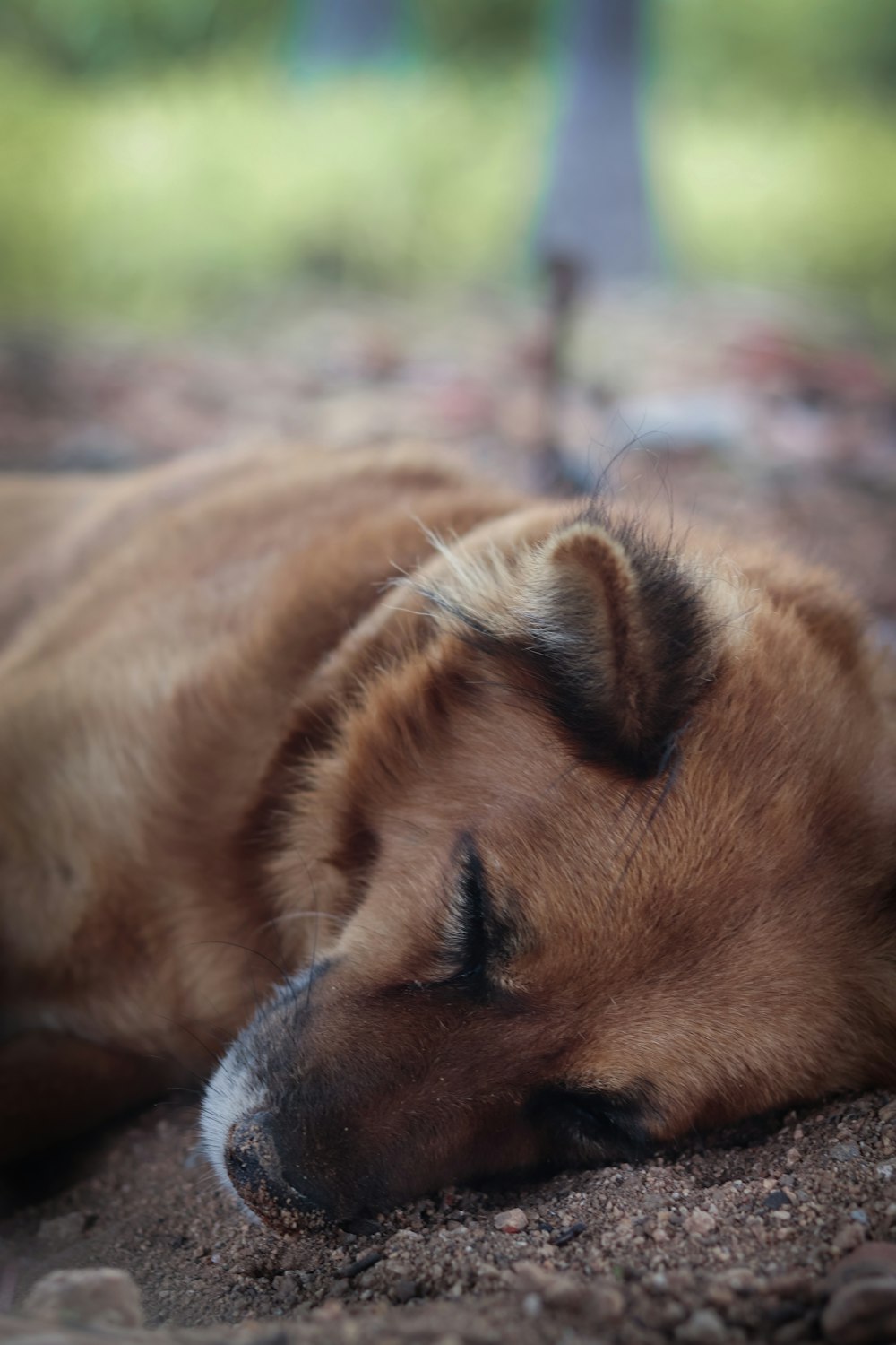 a fox sleeping on the ground