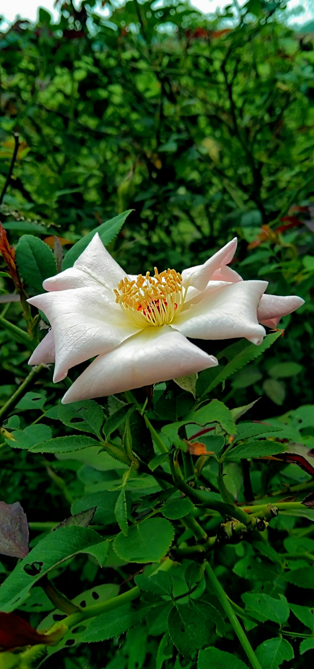 a white flower surrounded by green leaves