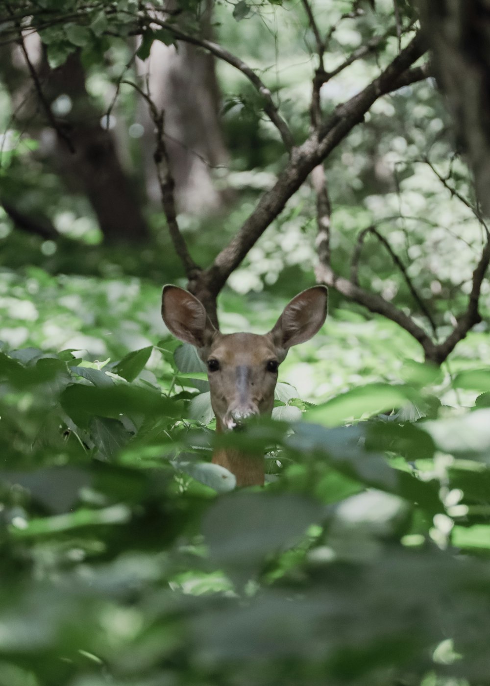 a deer in a tree