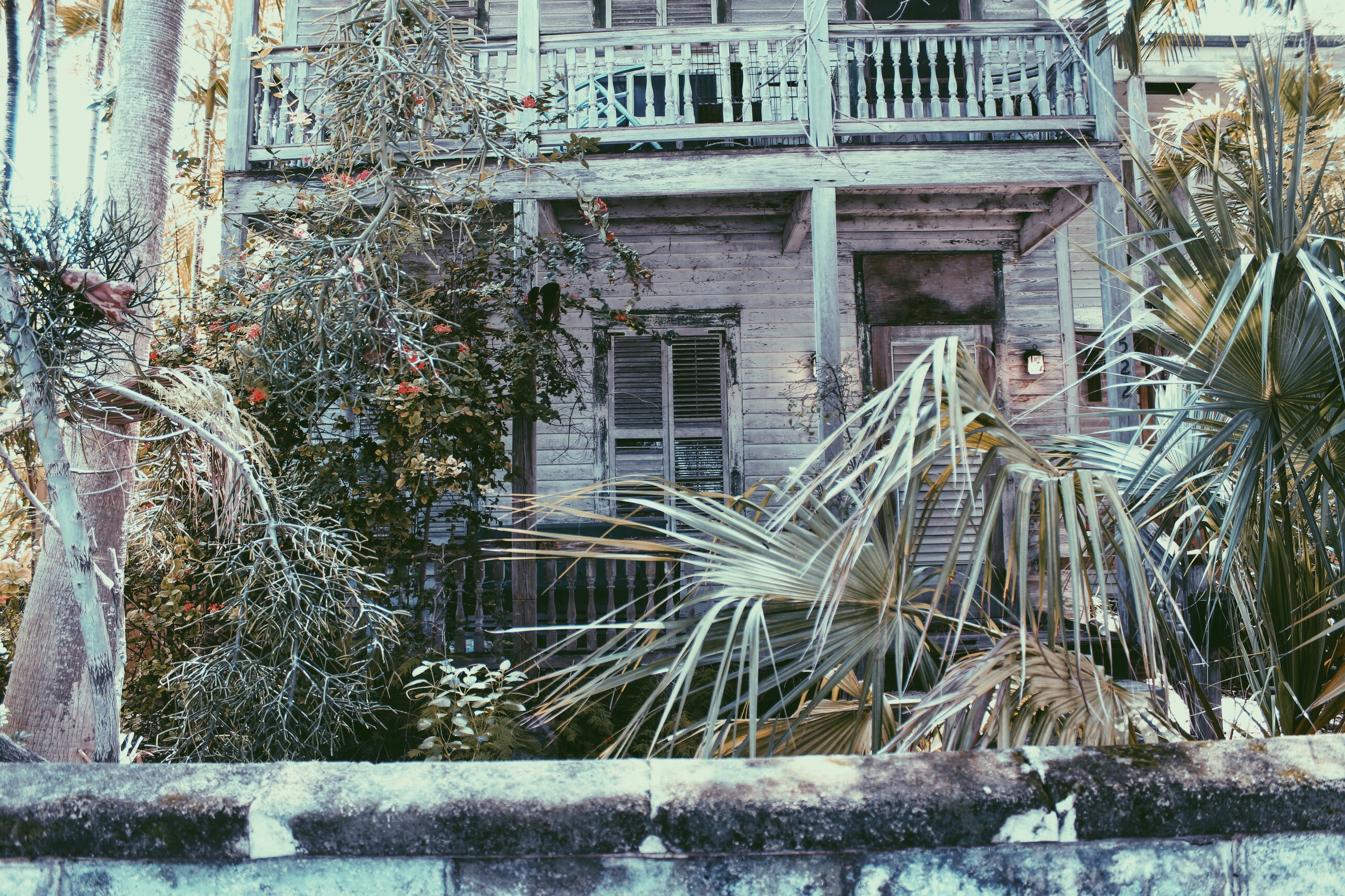 目の前に大きな木がある家