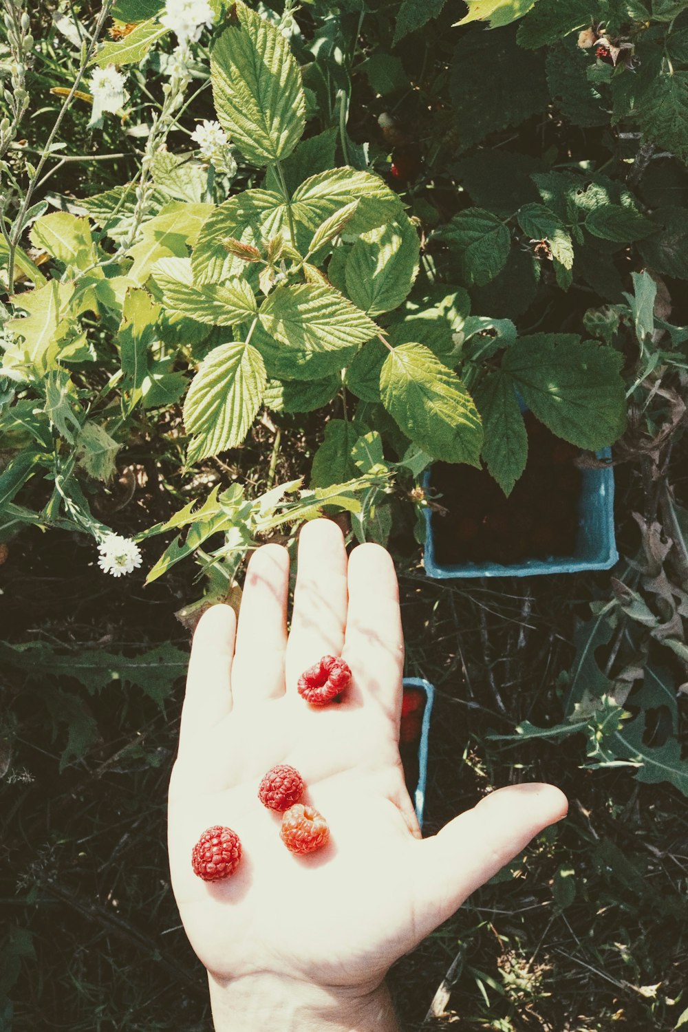 a hand holding a strawberry