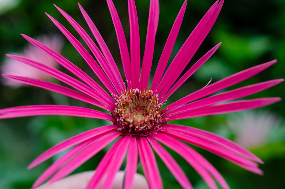 a close up of a flower