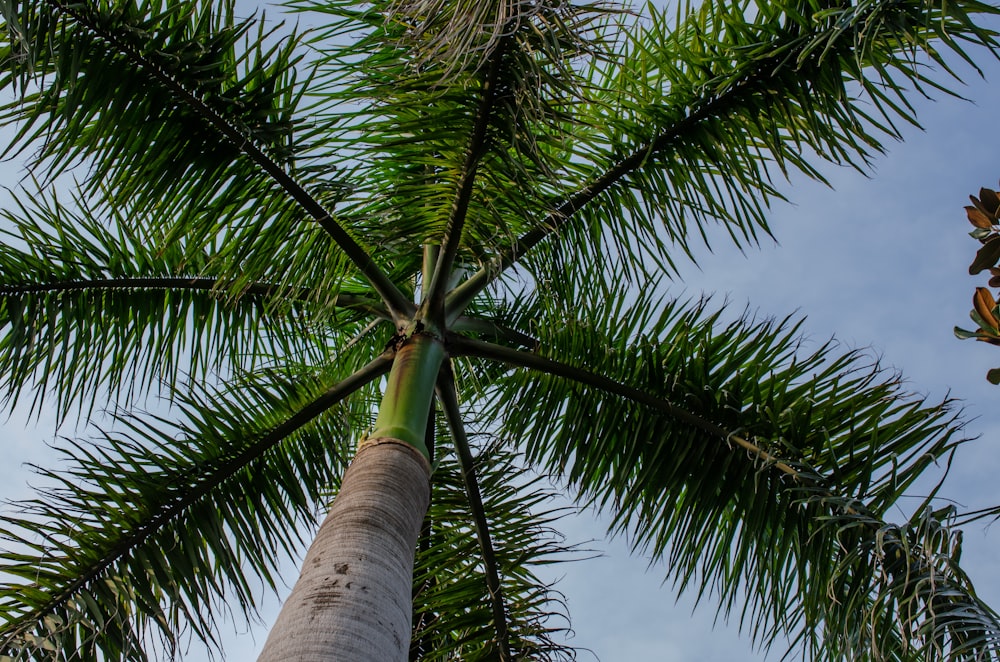 a group of palm trees