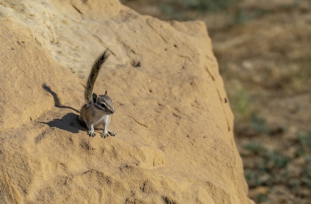 two animals on a rock