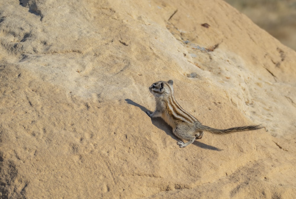 a small animal in the sand