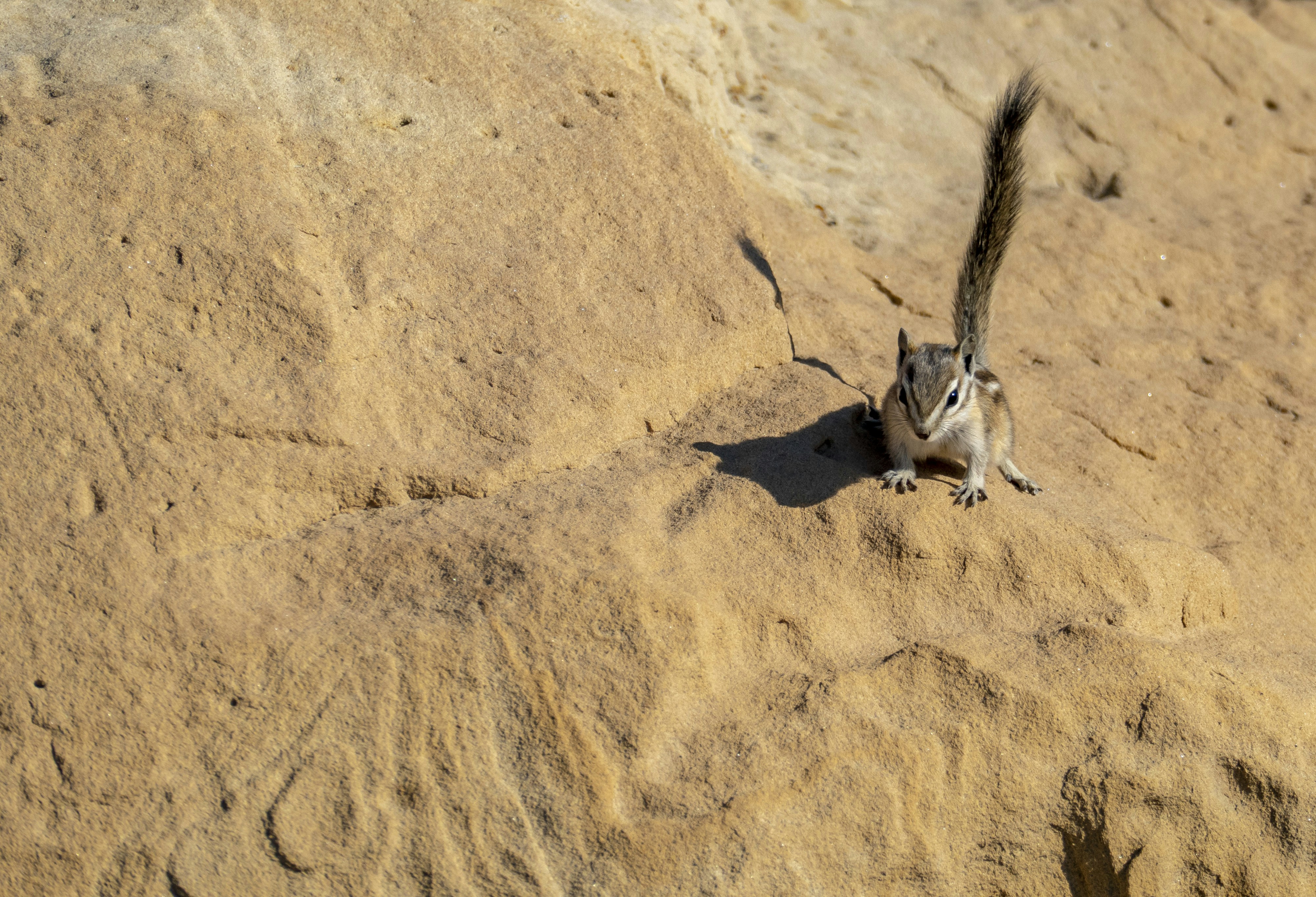 a cheetah lying on the sand