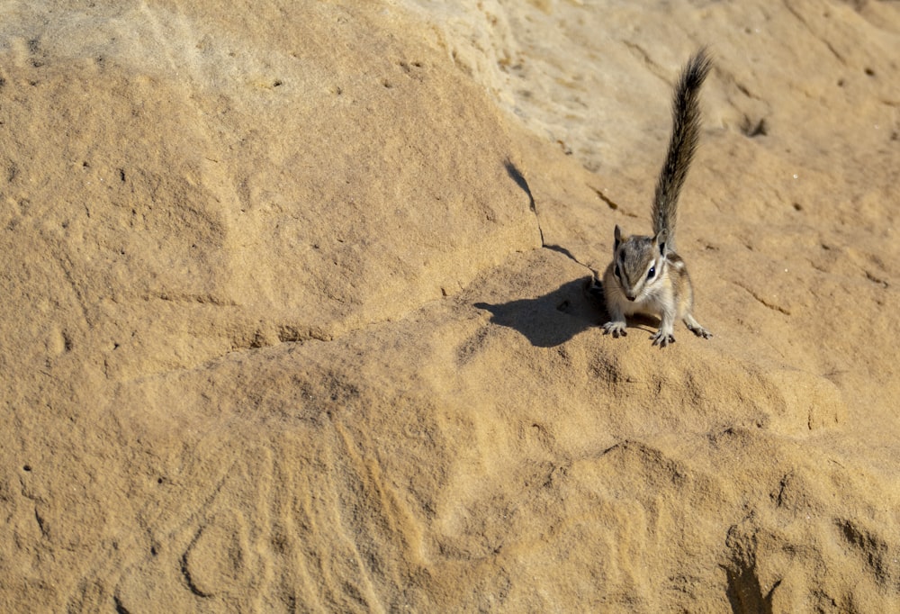 a cheetah lying on the sand