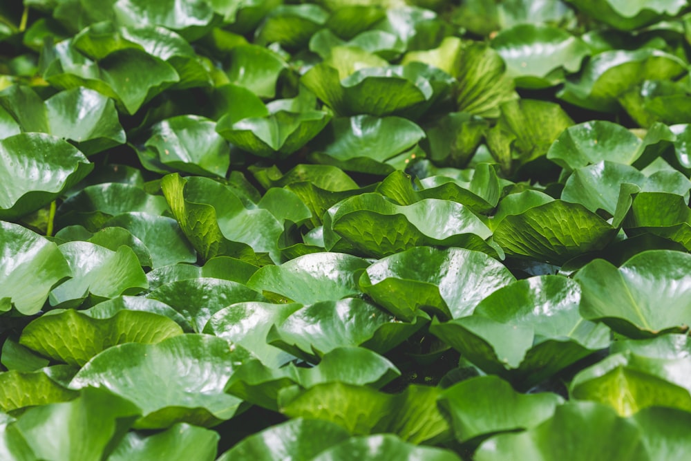 a close up of some leaves