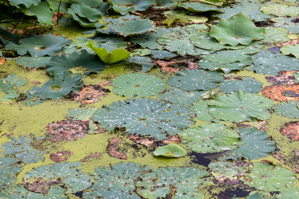 lily pads in a pond