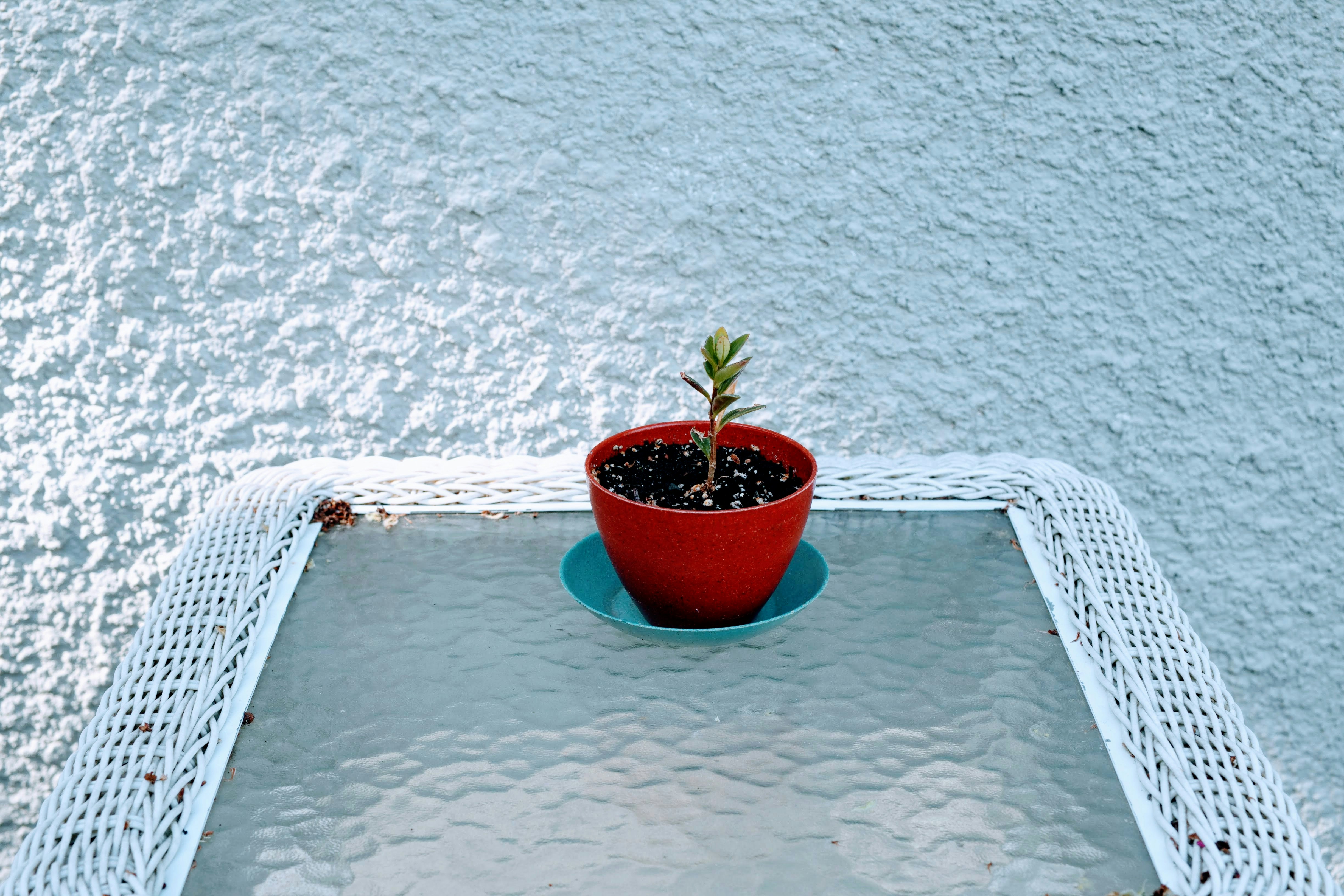 a plant in a pot on a chair by the water