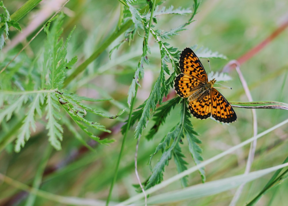 a butterfly on a leaf