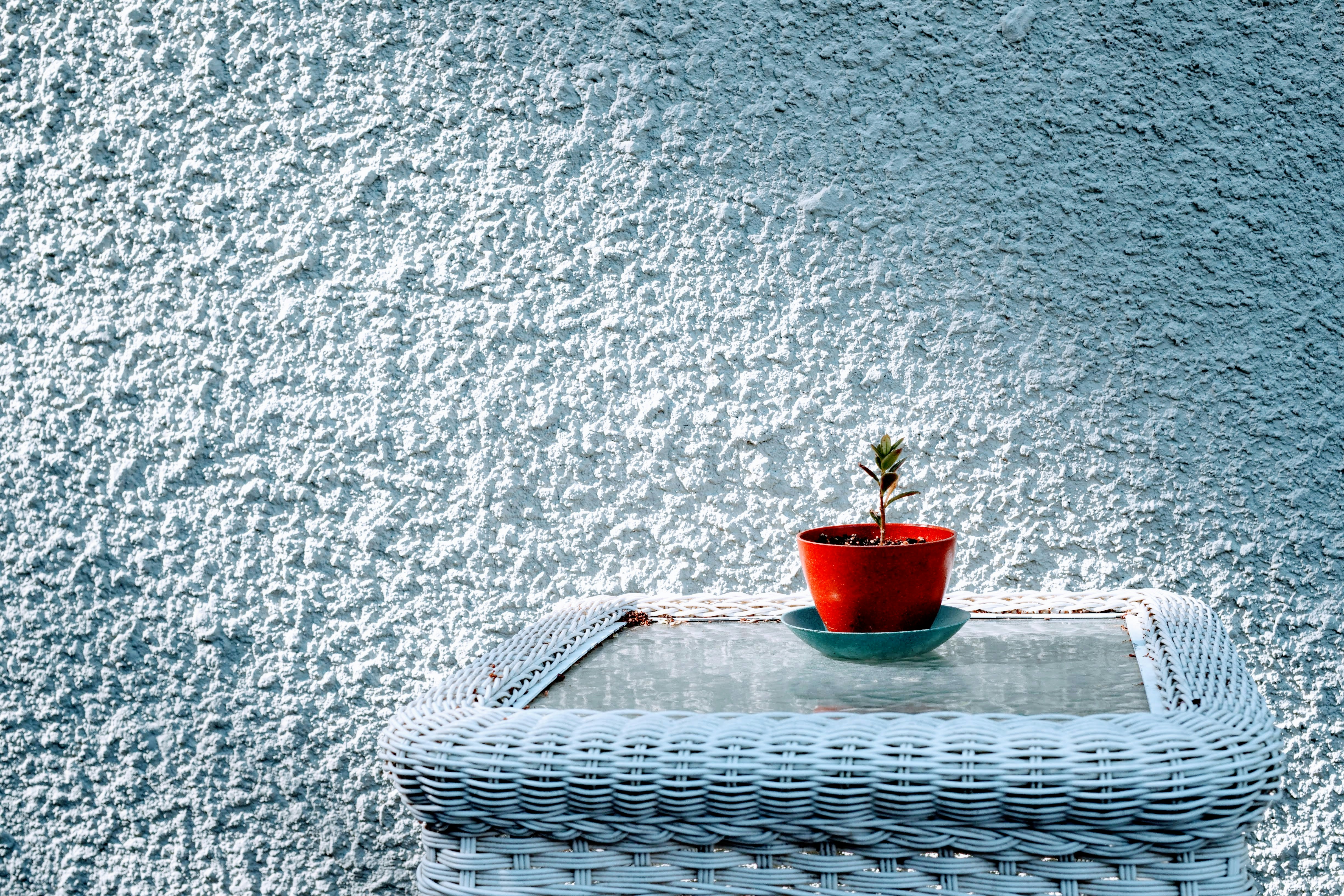 a plant in a pot on a boat
