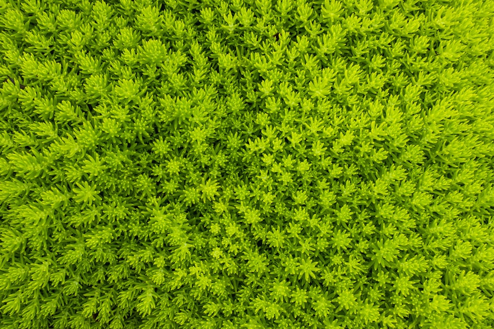 a close-up of a green grass