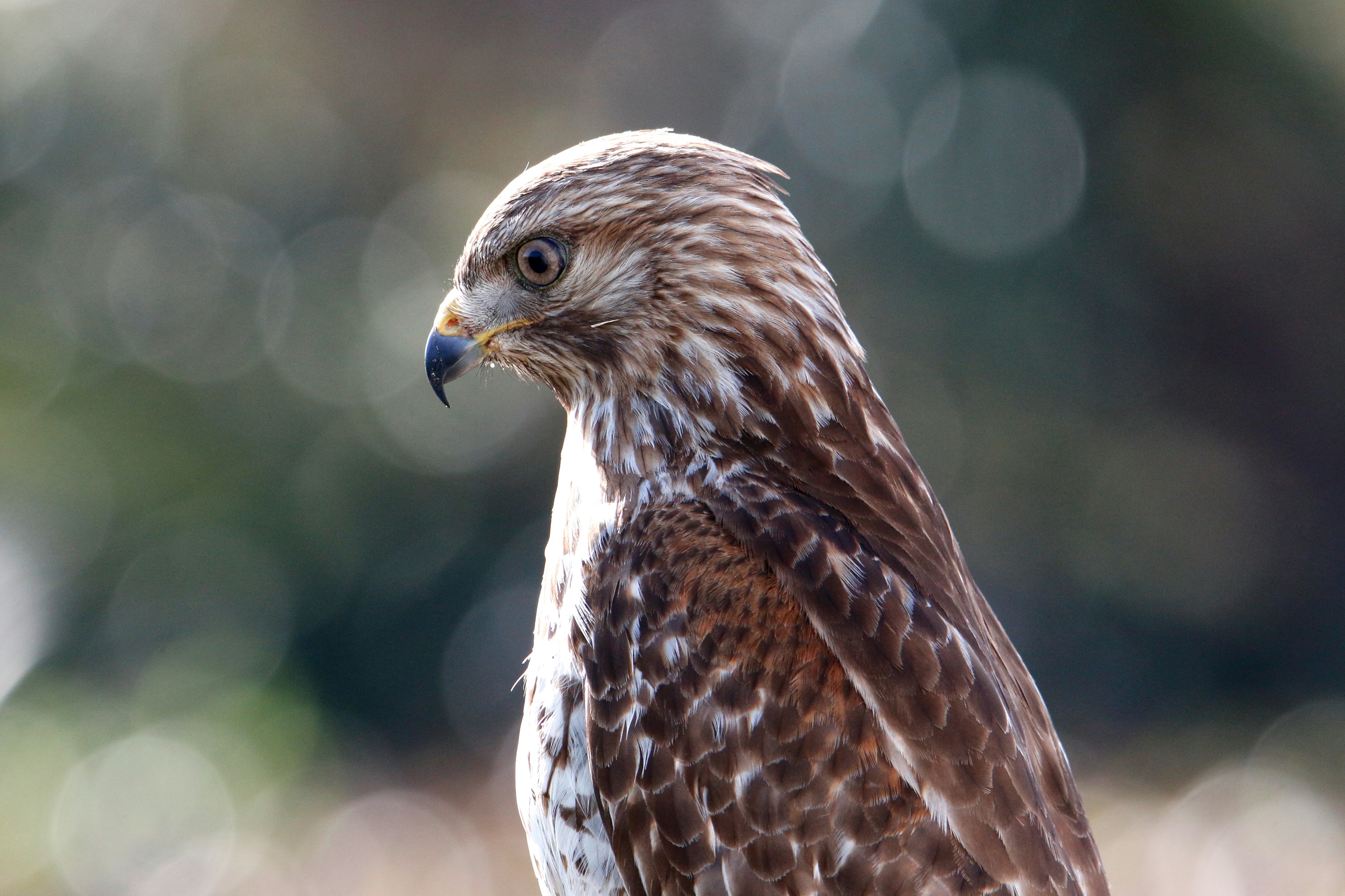 Photo by goldenplover31