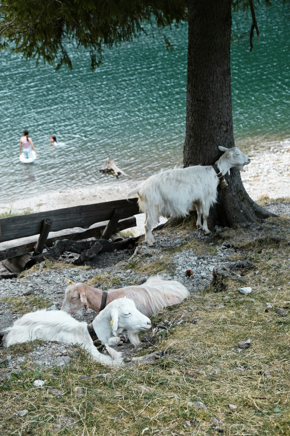 a group of animals lay near a body of water