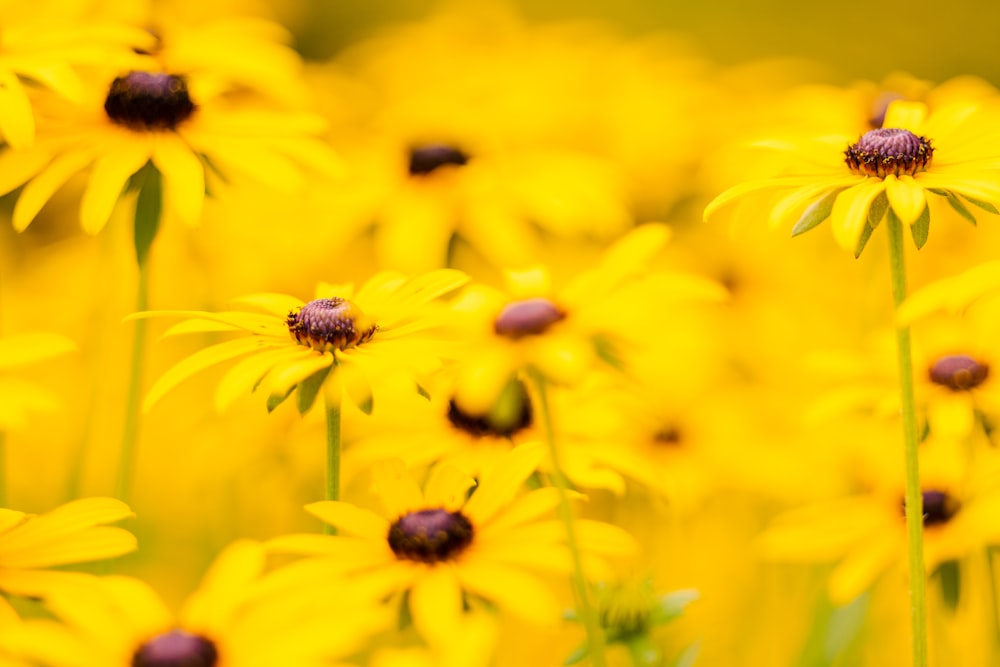 un gruppo di fiori gialli