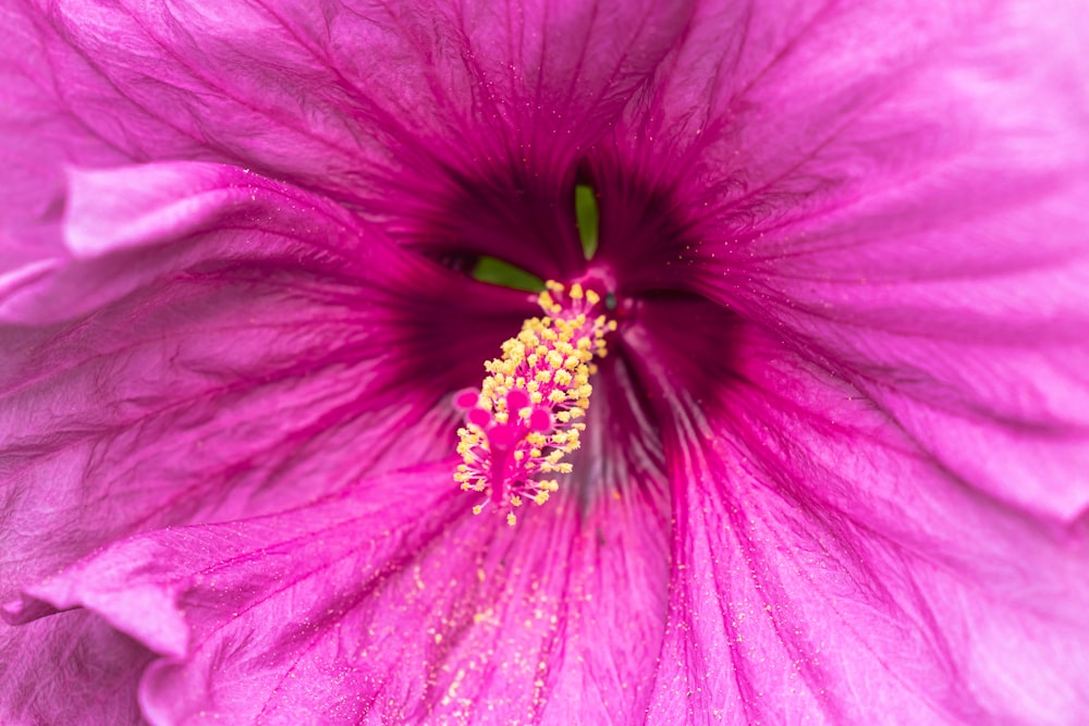 a close up of a flower