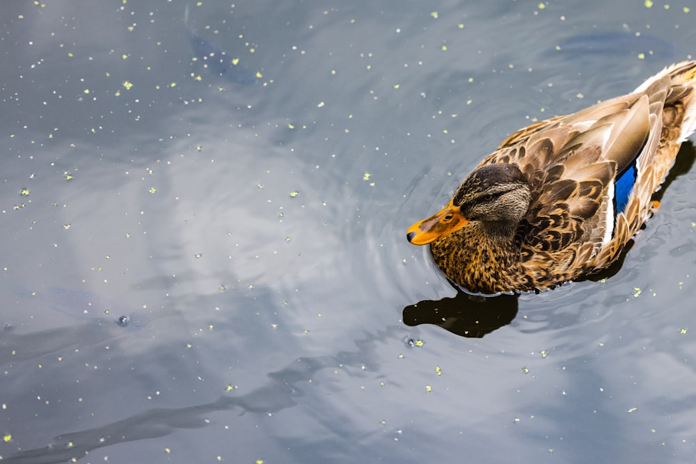 a duck swimming in water