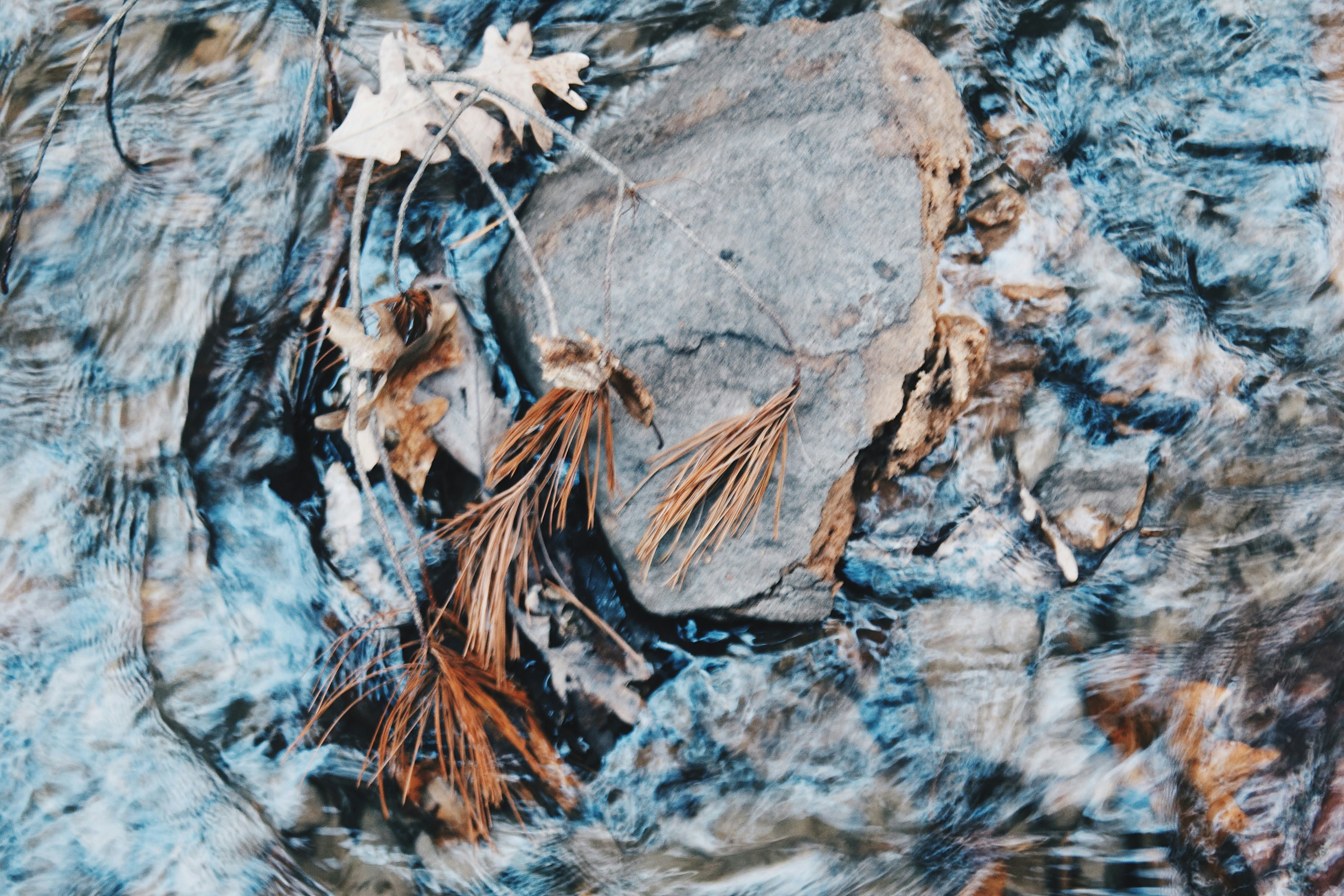 a group of ants on a rock