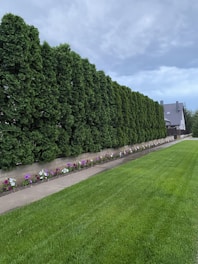 A neatly manicured green lawn stretches in the foreground, bordered by a path and a floral arrangement of colorful flowers. Behind the path, there is a dense line of tall, lush coniferous trees creating a natural fence. In the distance, a modern-looking house with a grey roof sits against a cloudy sky.