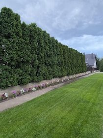 A neatly manicured green lawn stretches in the foreground, bordered by a path and a floral arrangement of colorful flowers. Behind the path, there is a dense line of tall, lush coniferous trees creating a natural fence. In the distance, a modern-looking house with a grey roof sits against a cloudy sky.